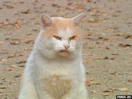 fotoprikol-181209-60