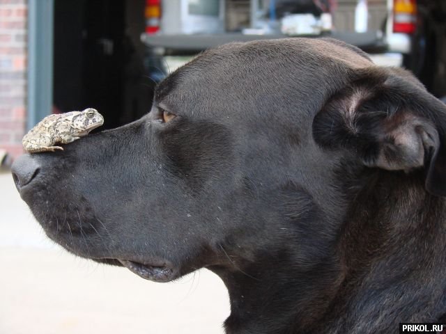 fotoprikol-181209-61