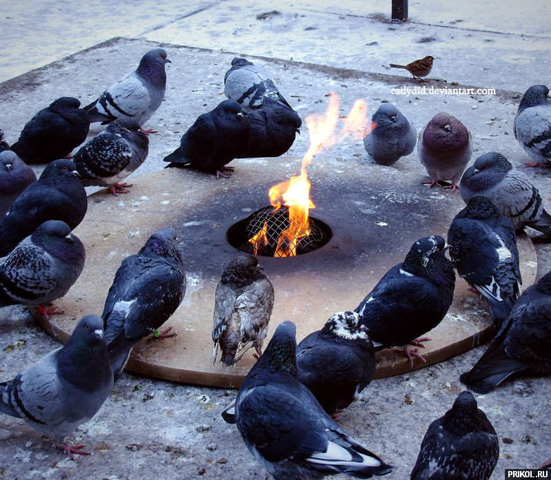 fotoprikol-181209-64