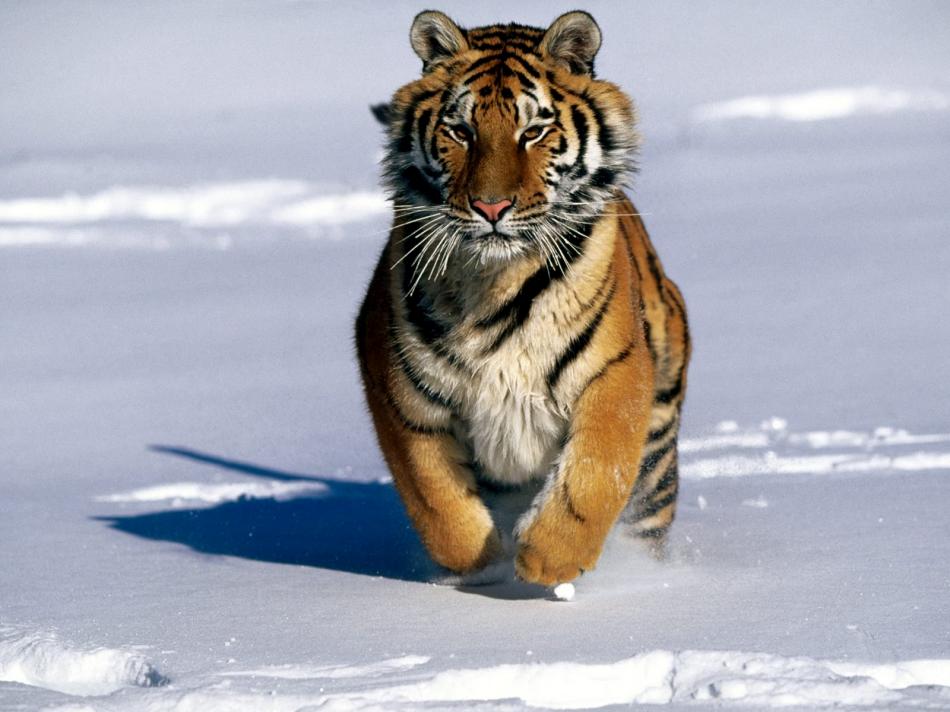 tiger-2010-12