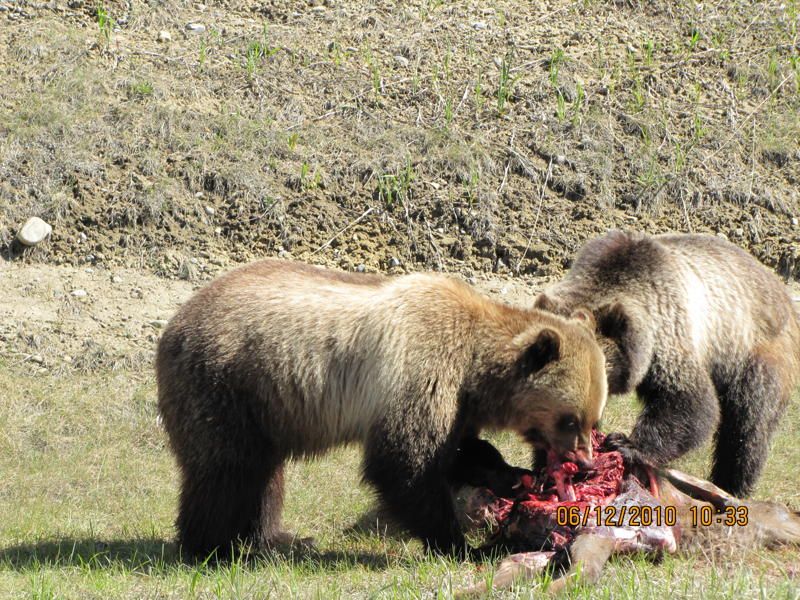 Есть ли медведь людей. Медведь нападнападает.