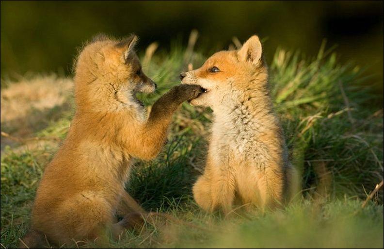 fox-10.jpg