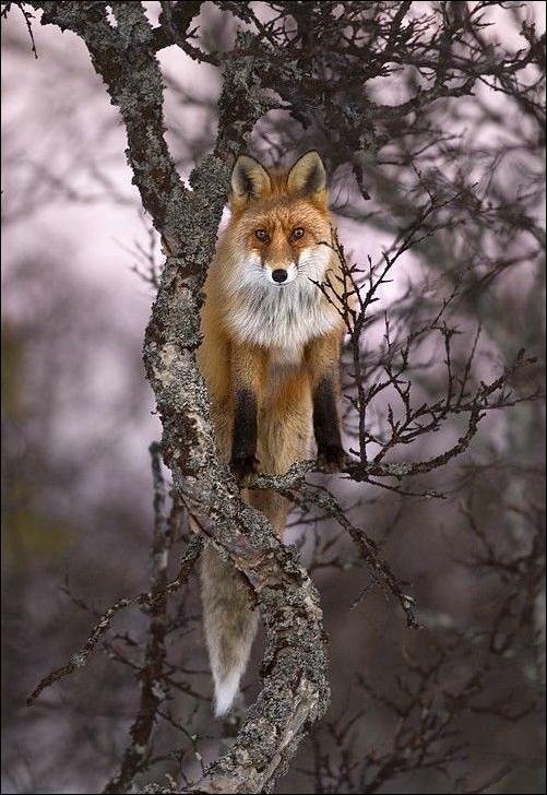 fox-14.jpg