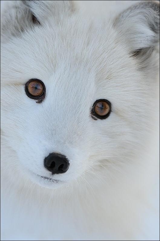 fox-54.jpg
