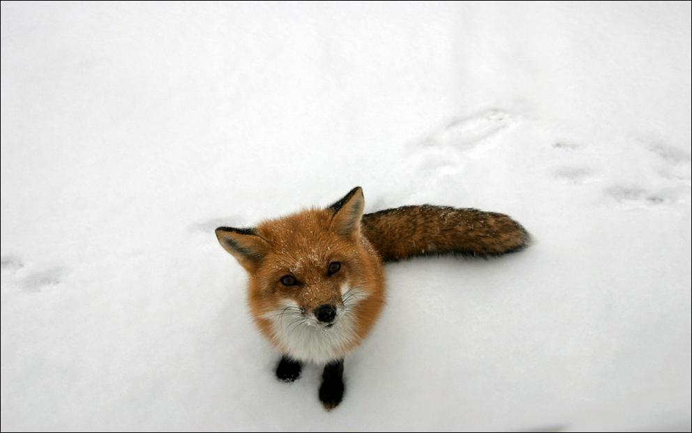 fox-76.jpg