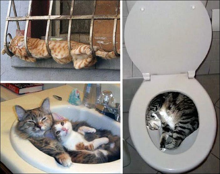 Пришла кошка что делать. Вещи для котят. Дом для котят. Кот в квартире. Котенок в квартире.