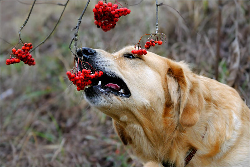 собака есть деревья. собака с палкой. почему собаки едят дерево. собаки на фоне осени. родезийский риджбек на охоте.