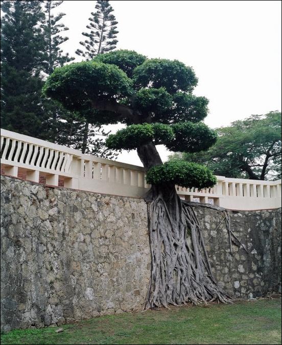 Удивительные деревья