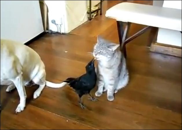 Ворона кормит кота и собаку