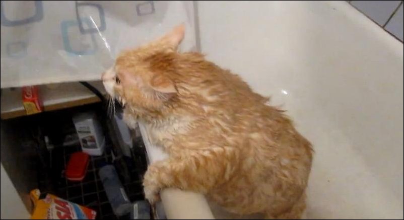 Толстый кот пытается выпрыгнуть из ванной