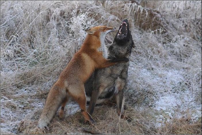 Лис и пёс