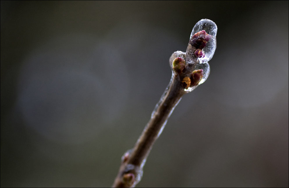 Ледяной шторм в Канаде