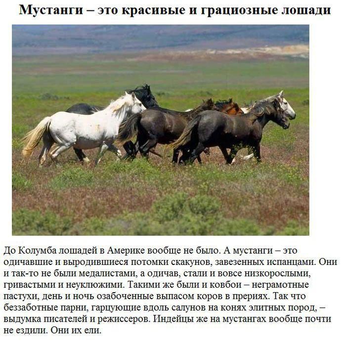 Популярные заблуждения
