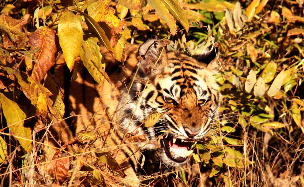 Лучшие фотографии National Geographic 2013