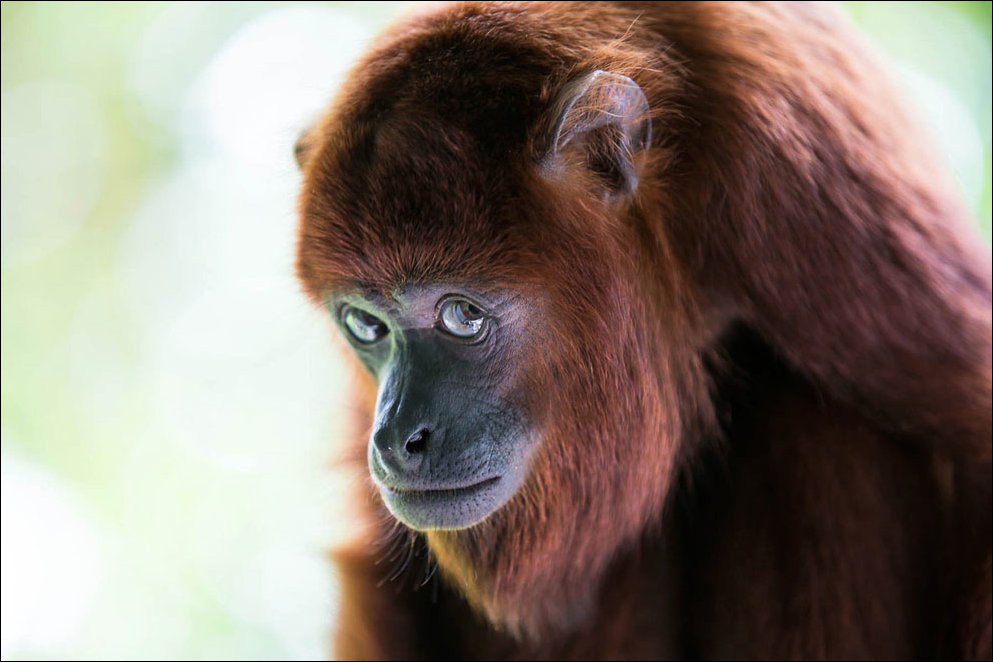 Лучшие фотографии National Geographic 2013