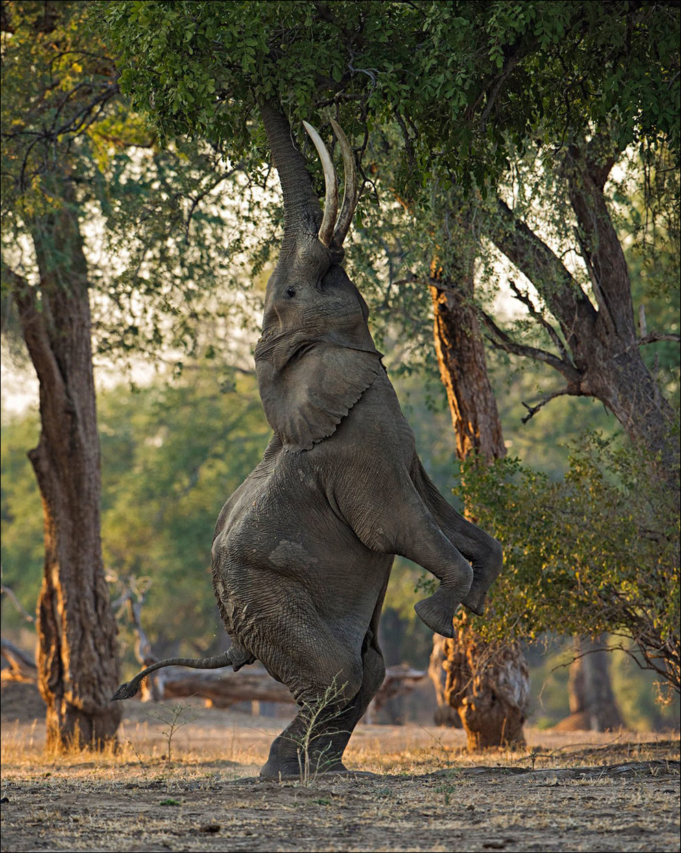 Лучшие фотографии National Geographic 2013