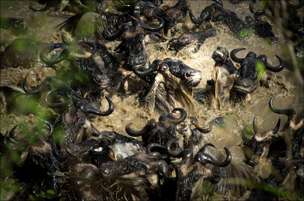 Лучшие фотографии National Geographic 2013