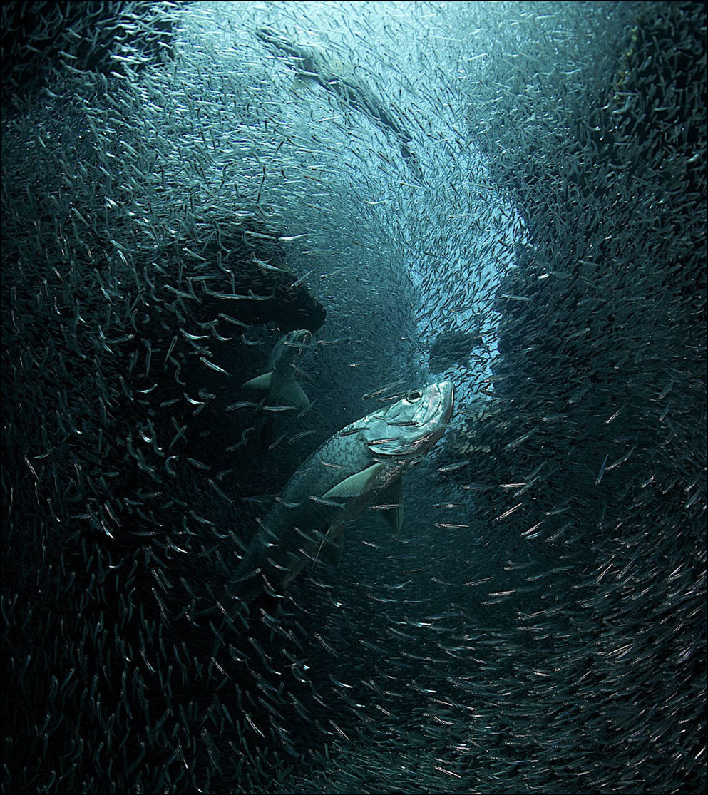 Лучшие фотографии National Geographic 2013