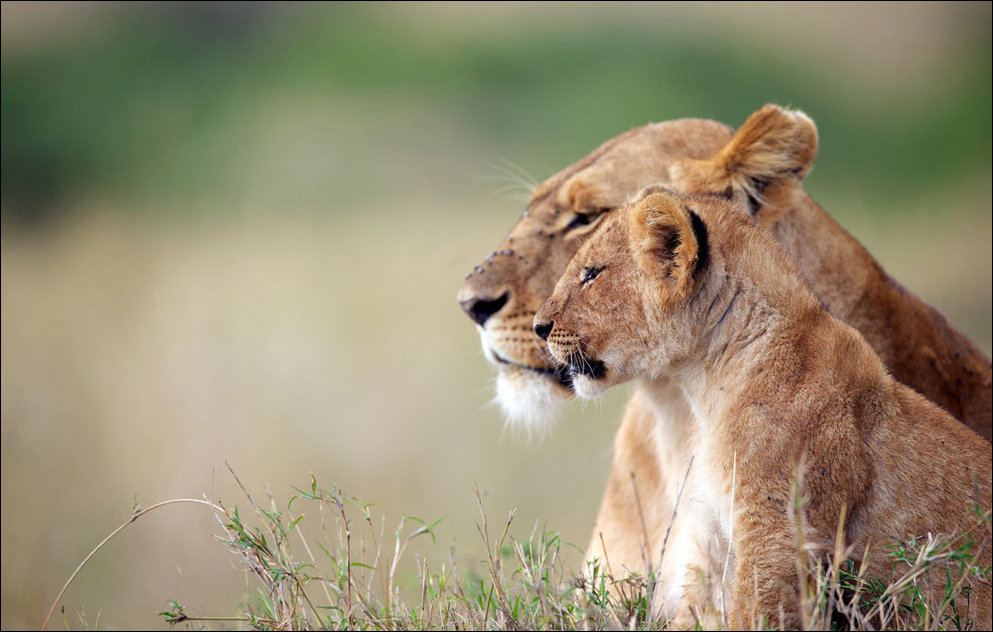 Лучшие фотографии National Geographic 2013