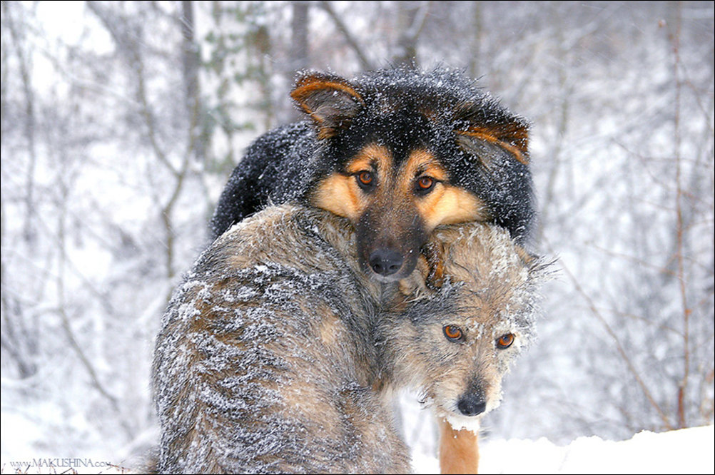 Подборка фотографий