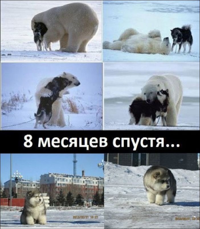 Комиксы и карикатуры