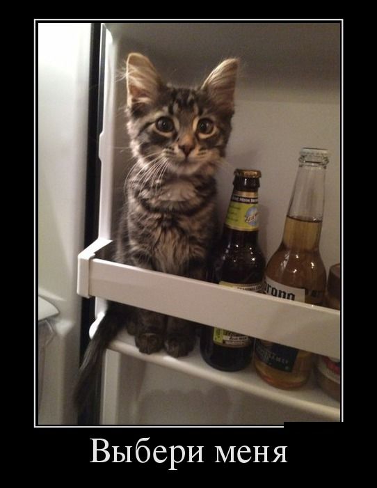 Демотиватор