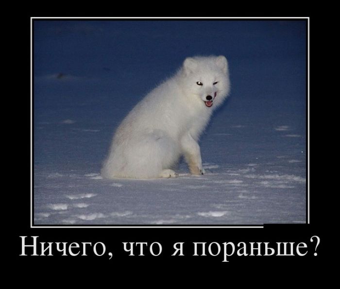 Демотиватор