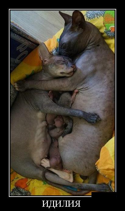 Демотиватор