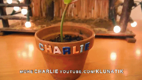 Прикольные гифки