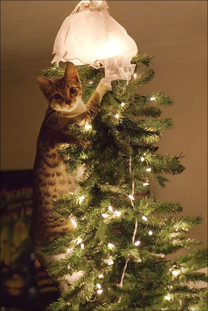 Коты наряжают елку