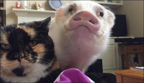 Фотоприколы