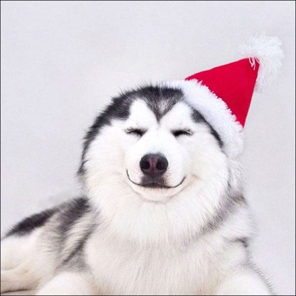 Фотоприколы