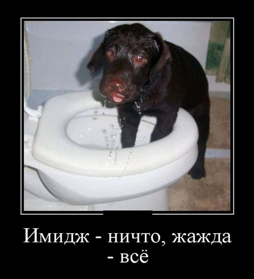 демотиватор