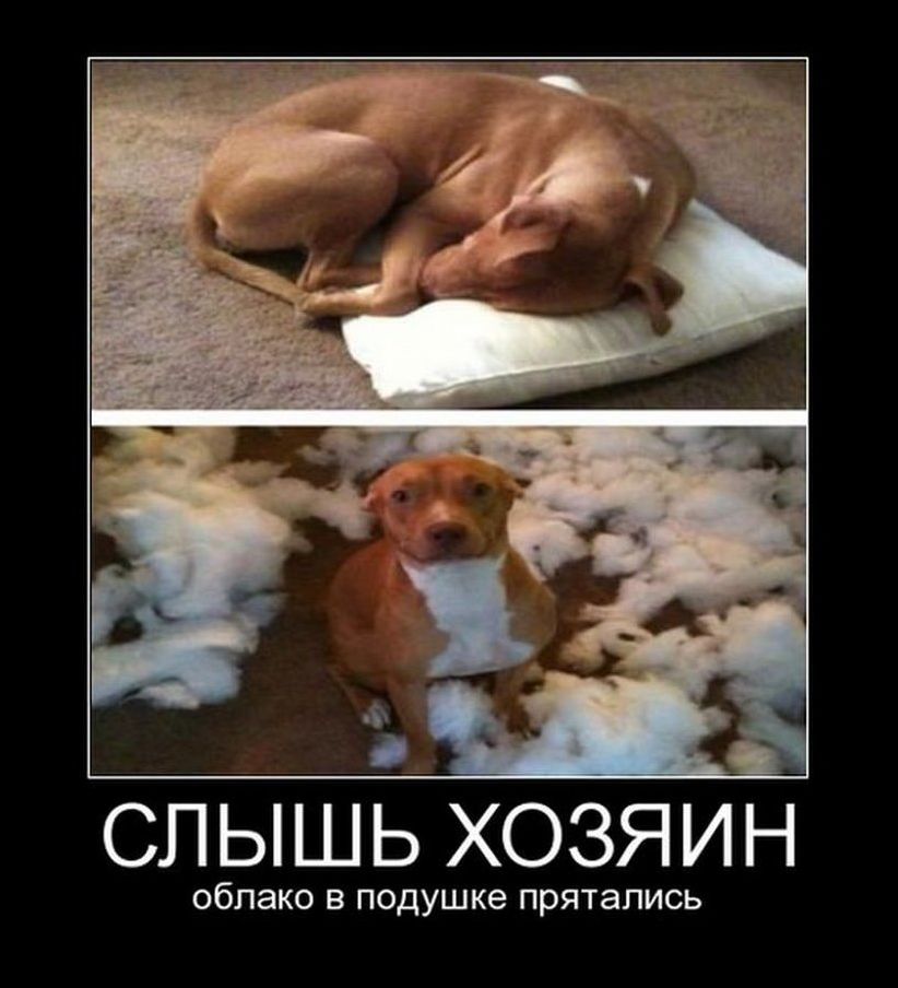 демотиватор