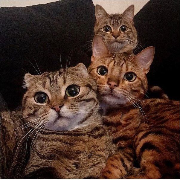 фотоприколы