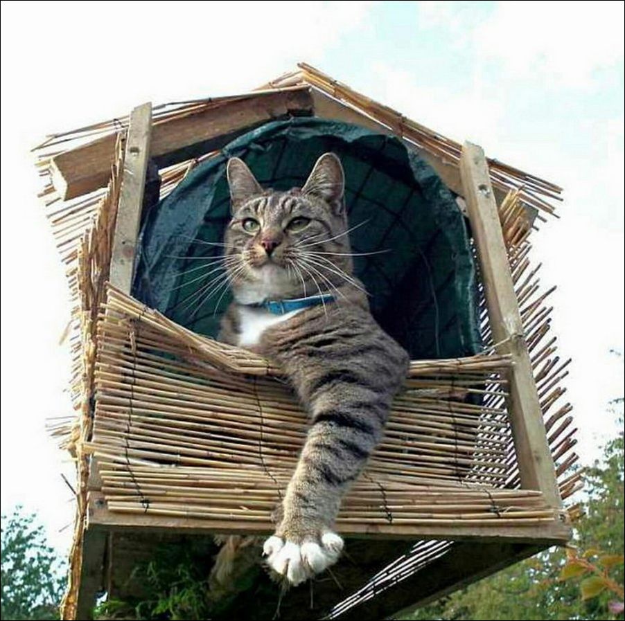 Интересные Котики Картинки