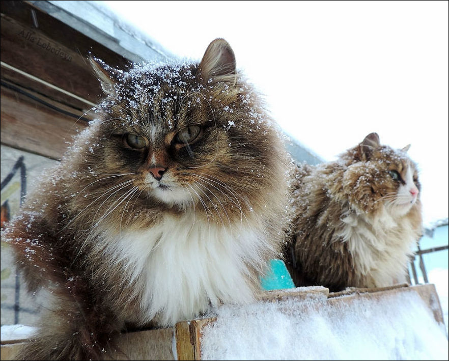 кошландия