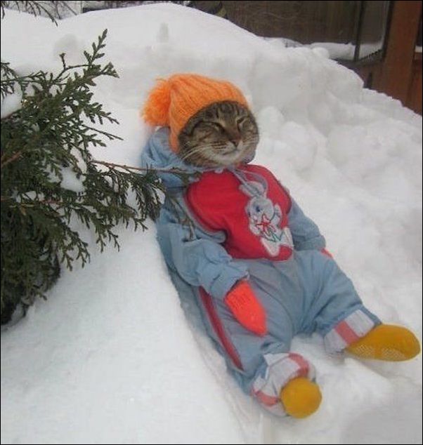 животные в снегу