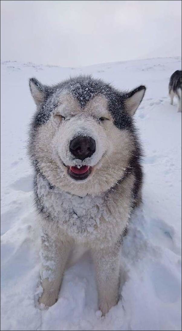 животные в снегу