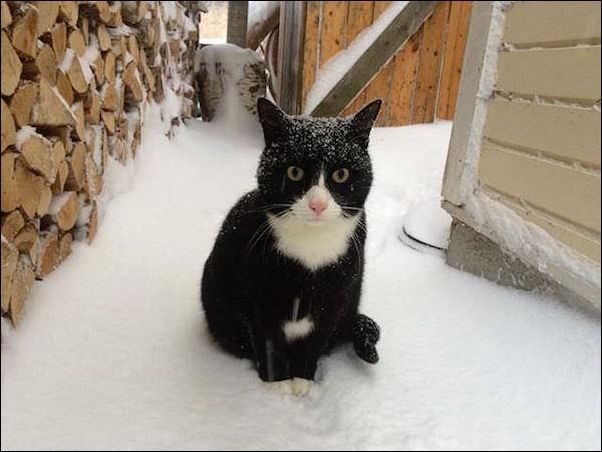 животные в снегу