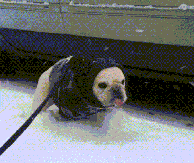 животные в снегу