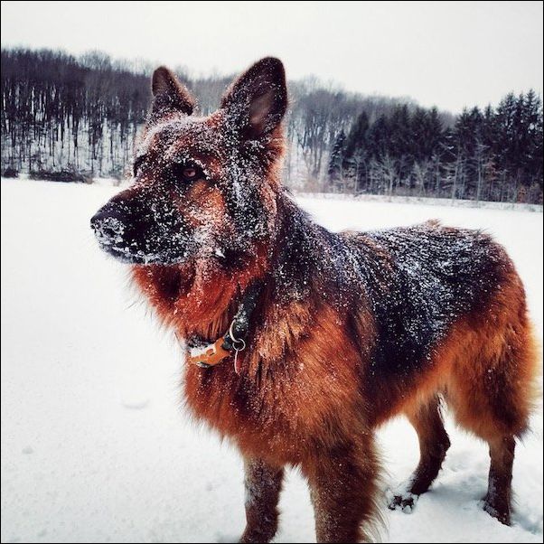 животные в снегу