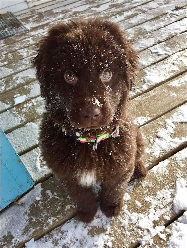 животные в снегу