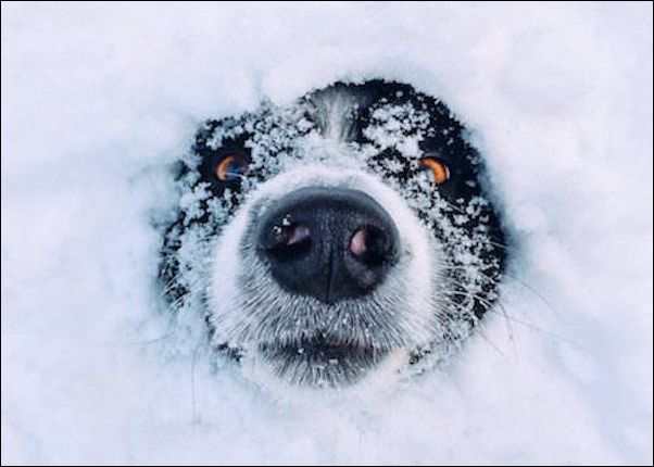 животные в снегу