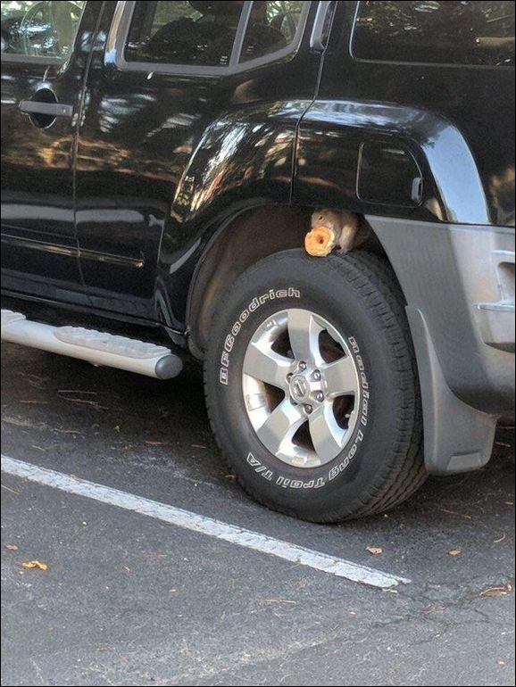 фото приколы