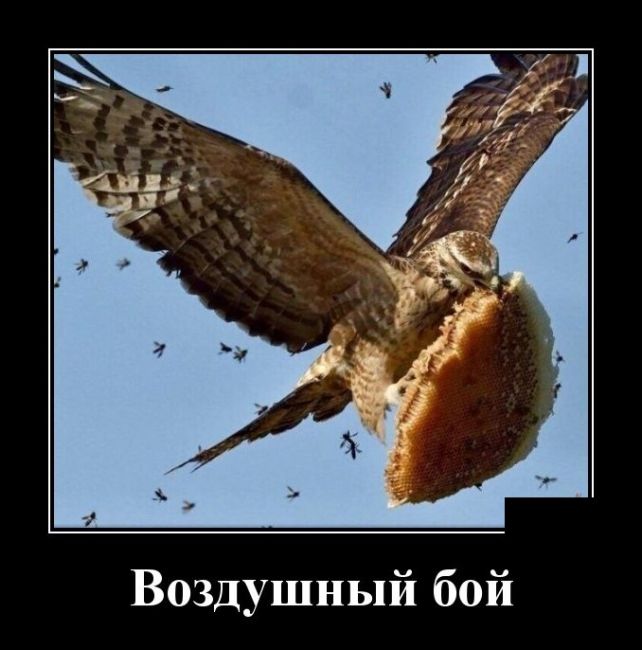 демотиватор