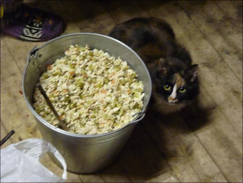 фото приколы