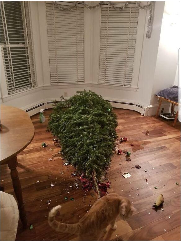 фото приколы