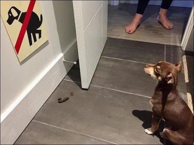 фото приколы