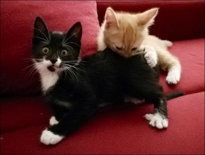 фото приколы